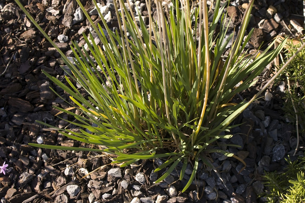 Una Liliacea - Tulbaghia cfr. violacea